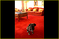 Cornwall Tourism Magazine - Doggy holidays in Cornwall - Mullion Cove Hotel - Copyright - Ed Stone Web Design